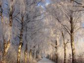 Winter:  Birke (Betula spec.)-L. Klasing