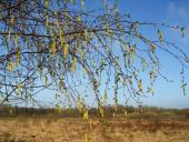 Frühling: Blütenkätzchen: Birke (Betula spec.)-L. Klasing