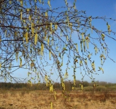 Frühling: Blütenkätzchen: Birke (Betula spec.)-L. Klasing