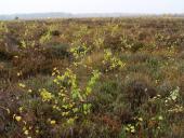 Neuer Aufwuchs Birke (Betula-spec.-)-L.-Klasing