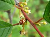 Blüte: Faulbaum (Frangula alnus)-L. Klasing