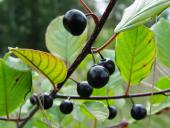 Frucht: Faulbaum (Frangula alnus)-L. Klasing