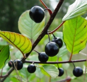 Frucht: Faulbaum (Frangula alnus)-L. Klasing