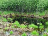 Faulbaum (Frangula alnus)-L. Klasing