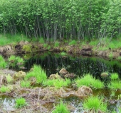 Faulbaum (Frangula alnus)-L. Klasing