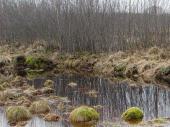 Faulbaum (Frangula alnus)-L. Klasing