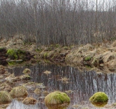 Faulbaum (Frangula alnus)-L. Klasing