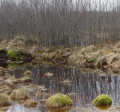 Faulbaum (Frangula alnus)-L. Klasing