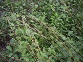 Neuer Aufwuchs:  Faulbaum (Frangula alnus)-L. Klasing