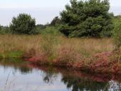 Waldkiefer (Pinus sylvestris)-L. Klasing