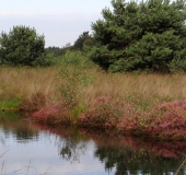 Waldkiefer (Pinus sylvestris)-L. Klasing