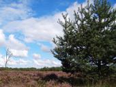 Waldkiefer (Pinus sylvestris)-L. Klasing