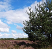 Waldkiefer (Pinus sylvestris)-L. Klasing