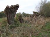 Kopfweide (Salix viminalis)-L. Klasing