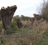 Kopfweide (Salix viminalis)-L. Klasing