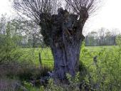 Kopfweide (Salix viminalis)-L. Klasing