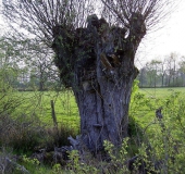 Kopfweide (Salix viminalis)-L. Klasing