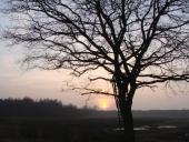 Stiel-Eiche (Quercus robur)-L.-Klasing