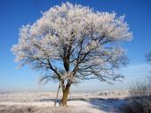 Stiel-Eiche (Quercus robur)-L.-Klasing