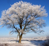 Stiel-Eiche (Quercus robur)-L.-Klasing