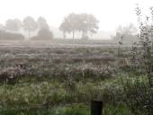 Feuchtwiese am Morgen im Herbstnebel-L. Klasing