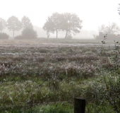 Feuchtwiese am Morgen im Herbstnebel-L. Klasing
