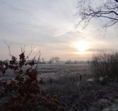 Feuchtwiese: Sonnenaufgang im Emsdettener Venn-L. Klasing