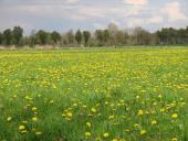 Feuchtwiese: Gewöhnlicher Löwenzahn (Taraxacum sect. Ruderalia)-L. Klasing