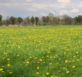 Feuchtwiese: Gewöhnlicher Löwenzahn (Taraxacum sect. Ruderalia)-L. Klasing