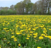 Feuchtwiese: Gewöhnlicher Löwenzahn (Taraxacum sect. Ruderalia)-L. Klasing