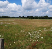 Feuchtwiese:  Magerwiesen Margerite (Leucanthemum vulgare)-L. Klasing