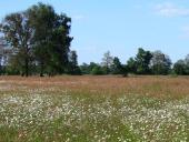 Feuchtwiese:  Magerwiesen Margerite (Leucanthemum vulgare)-L. Klasing