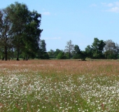 Feuchtwiese:  Magerwiesen Margerite (Leucanthemum vulgare)-L. Klasing