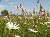 Feuchtwiese:  Magerwiesen Margerite (Leucanthemum vulgare)-L. Klasing