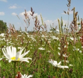 Feuchtwiese:  Magerwiesen Margerite (Leucanthemum vulgare)-L. Klasing