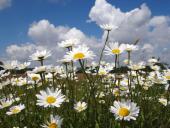 Feuchtwiese:  Magerwiesen Margerite (Leucanthemum vulgare)-L. Klasing