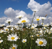 Feuchtwiese:  Magerwiesen Margerite (Leucanthemum vulgare)-L. Klasing