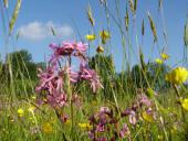 Feuchtwiese: Kuckuckslichtnelke (Lychnis flos cucli)-L. Klasing