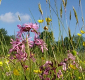 Feuchtwiese: Kuckuckslichtnelke (Lychnis flos cucli)-L. Klasing