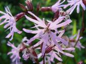Feuchtwiese: Kuckuckslichtnelke (Lychnis flos cucli)-L. Klasing