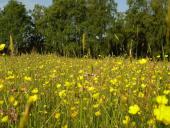 Feuchtwiese: Scharfer Hahnenfuß (Ranunculus acris)-L. Klasing