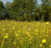 Feuchtwiese: Scharfer Hahnenfuß (Ranunculus acris)-L. Klasing