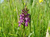 Feuchtwiese: Knabenkraut Orchidee (Dactylorhiza majalis)-L. Klasing