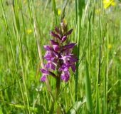 Feuchtwiese: Knabenkraut Orchidee (Dactylorhiza majalis)-L. Klasing