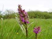 Feuchtwiese Knabenkraut Orchidee (Dactylorhiza majalis)-L. Klasing