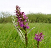 Feuchtwiese Knabenkraut Orchidee (Dactylorhiza majalis)-L. Klasing