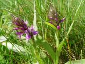 Feuchtwiese Knabenkraut Orchidee (Dactylorhiza majalis)-L. Klasing