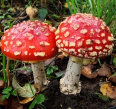 Fliegenpilz (Amanita muscaria)-L. Klasing