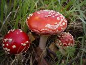 Fliegenpilz (Amanita muscaria)-L. Klasing