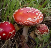 Fliegenpilz (Amanita muscaria)-L. Klasing